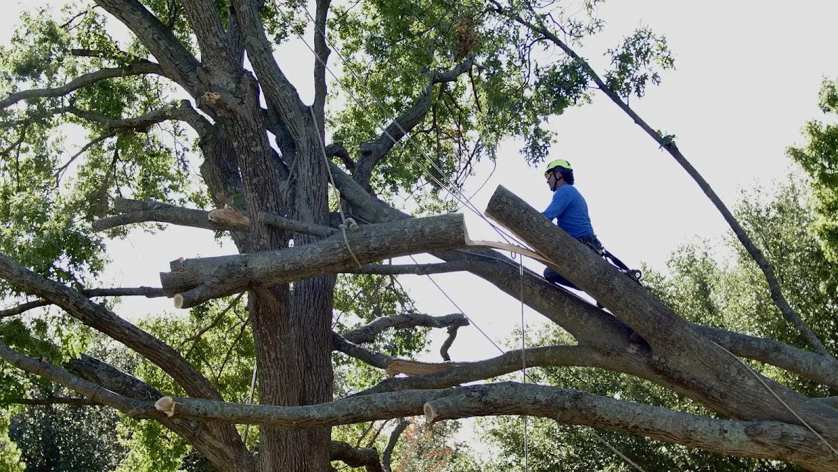 Professional Crown Thinning performed by certified arborists in Hiawatha
