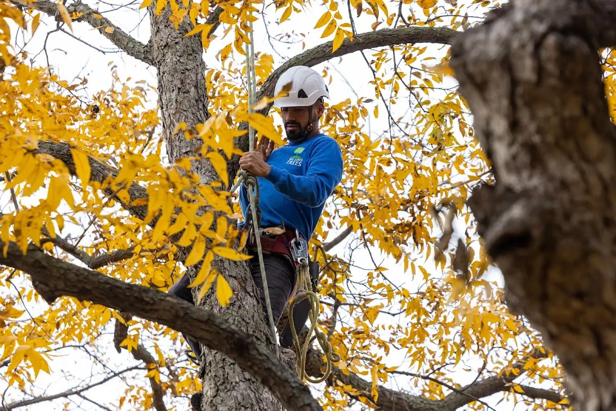 Skilled Tree Transplanting crew working in Hiawatha
